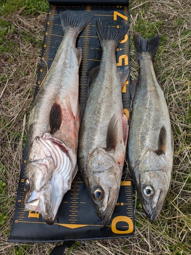 シーバスの釣果