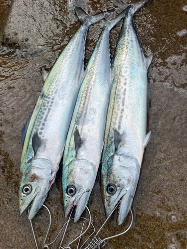 サゴシの釣果