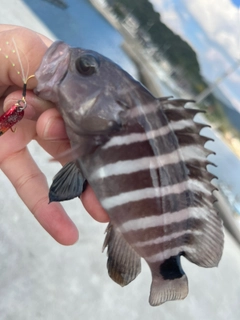 マハタモドキの釣果