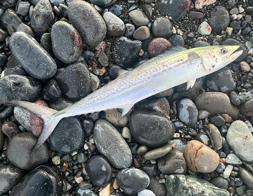 サゴシの釣果