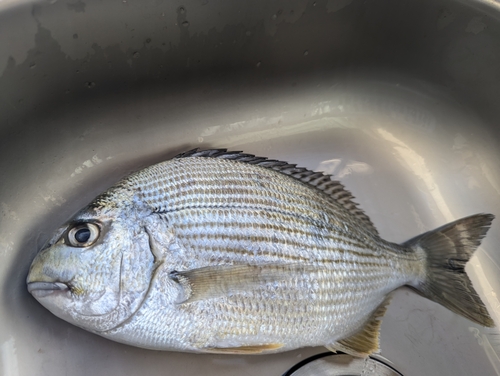 ヘダイの釣果