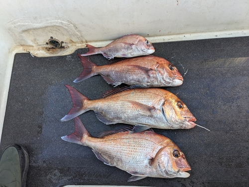 マダイの釣果