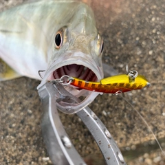 メッキの釣果