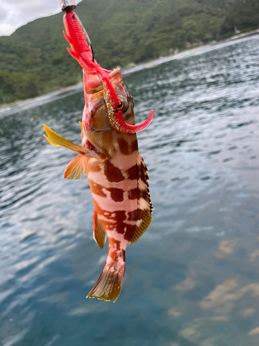 アカハタの釣果