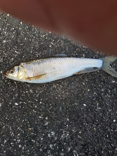 オイカワの釣果