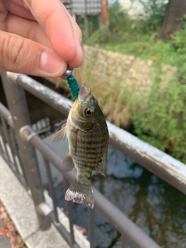 ティラピアの釣果