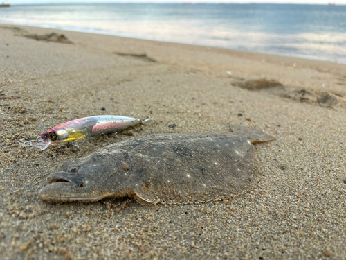 ソゲの釣果