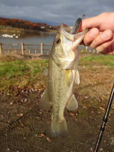 秋田県南部