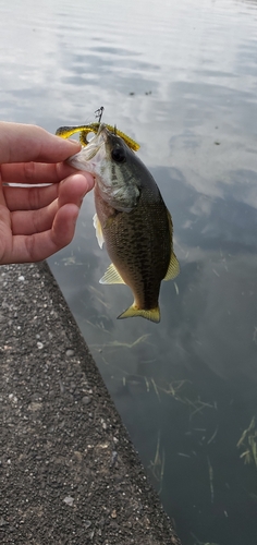 ブラックバスの釣果