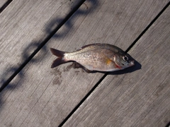 ウミタナゴの釣果