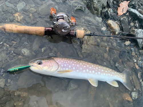 アメマスの釣果