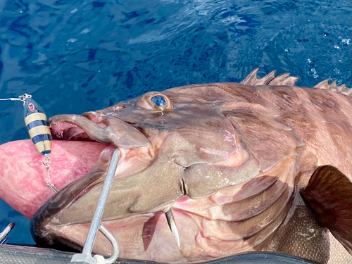 マハタの釣果