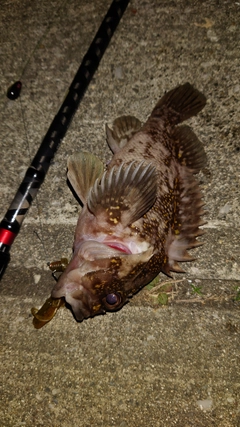 オウゴンムラソイの釣果