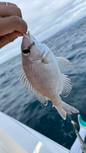 メイチダイの釣果