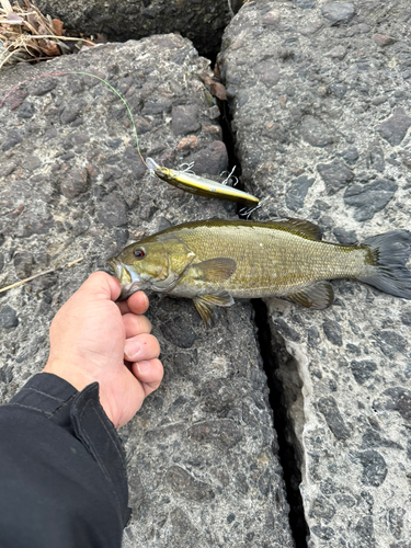 スモールマウスバスの釣果