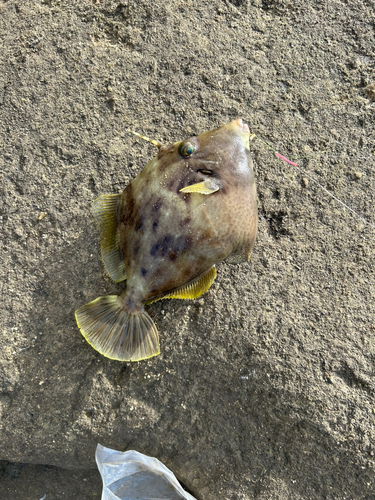 タカノハダイの釣果