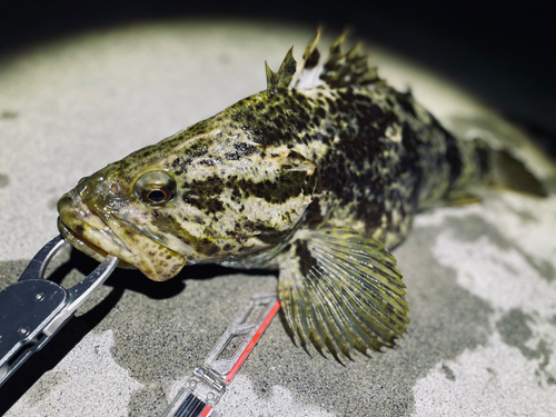 ベッコウゾイの釣果