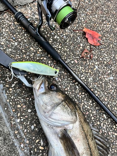 シーバスの釣果