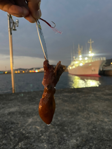 イイダコの釣果