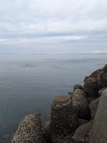 ハマチの釣果