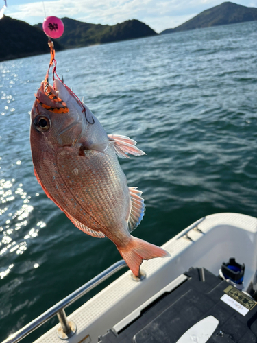 マダイの釣果