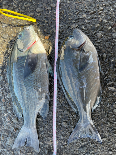 クチブトグレの釣果