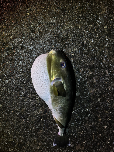 シロサバフグの釣果