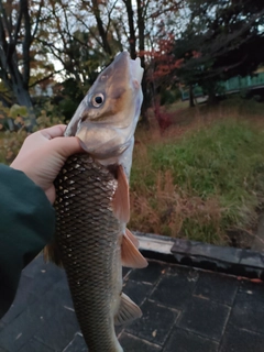 ニゴイの釣果