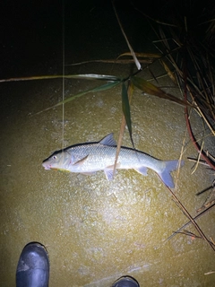 ニゴイの釣果