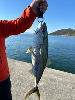 メジロの釣果