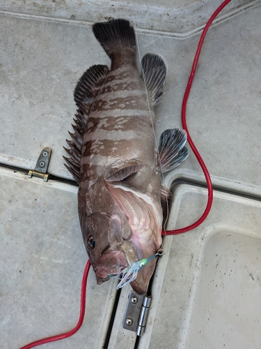 マハタの釣果