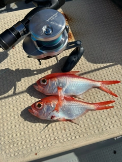 キンメダイの釣果