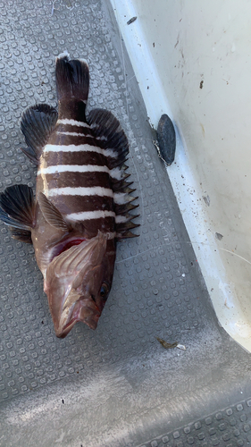 マハタの釣果