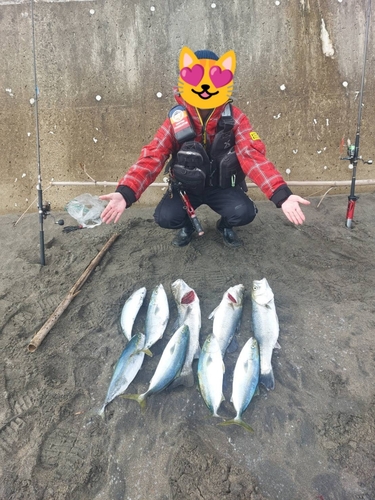 セイゴ（ヒラスズキ）の釣果