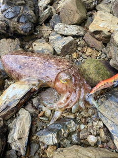 コブシメの釣果