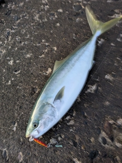 ハマチの釣果