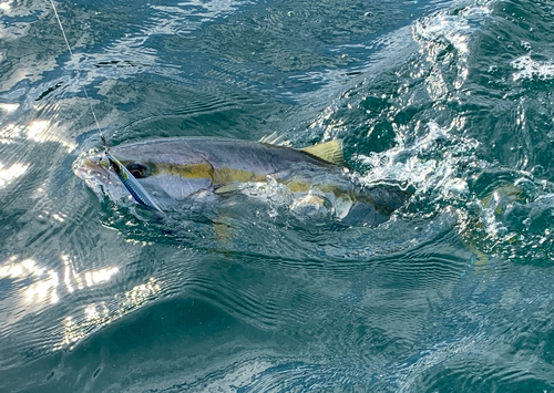 メジロの釣果