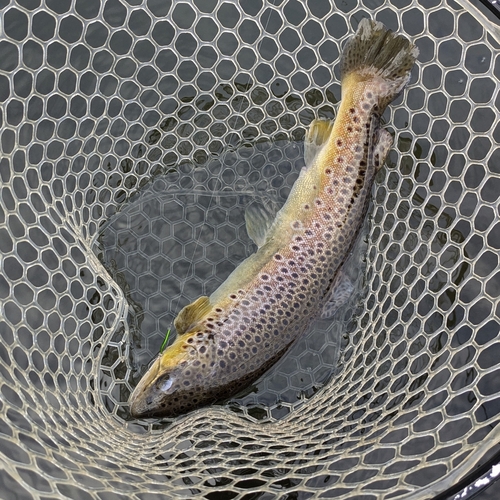 ブラウントラウトの釣果