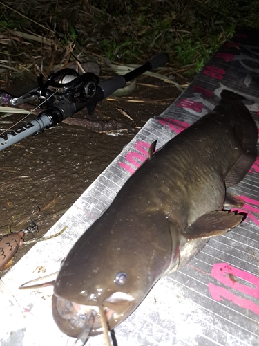 ナマズの釣果