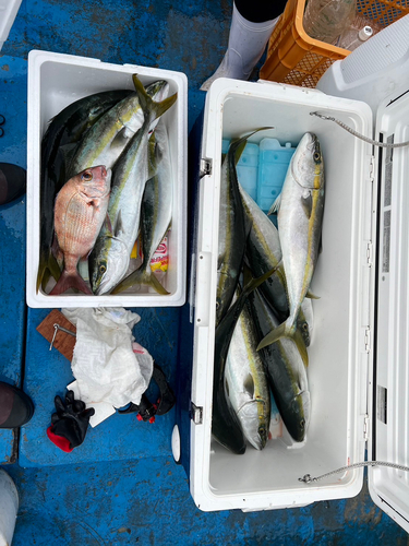 サワラの釣果