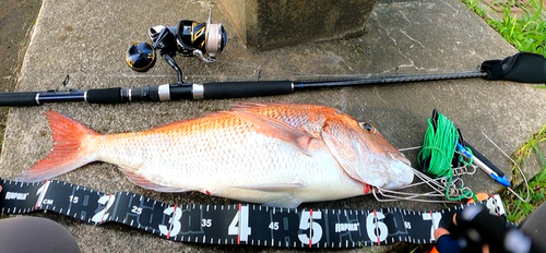 マダイの釣果