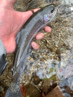 レインボートラウトの釣果