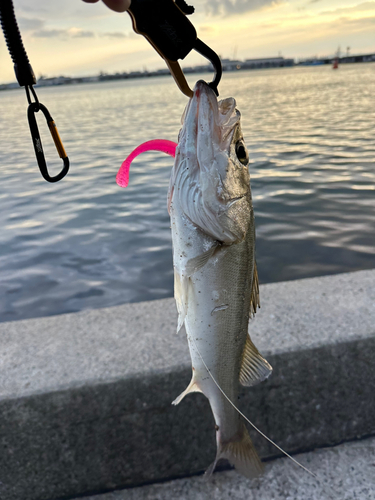 シーバスの釣果