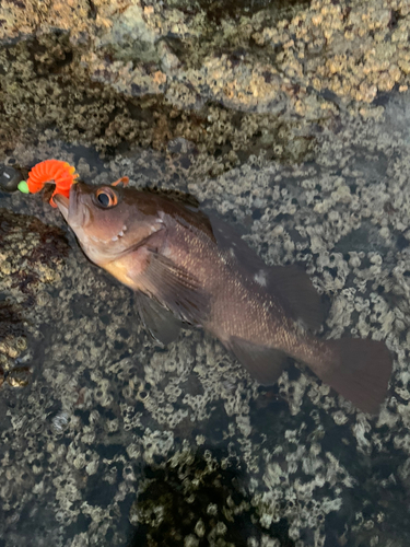 石狩湾