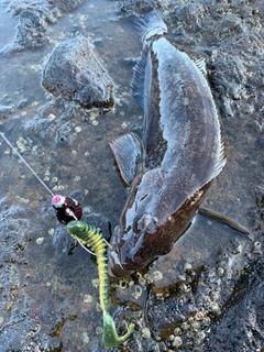 アブラコの釣果