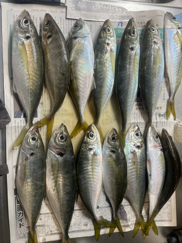 アジの釣果