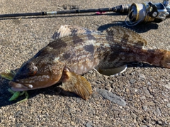 アイナメの釣果