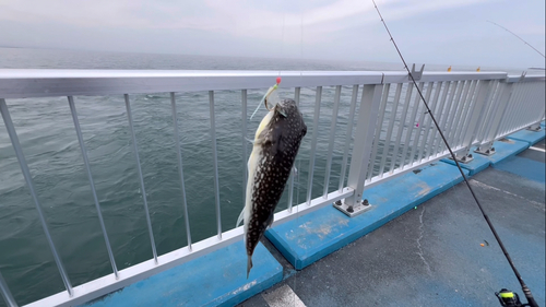 クサフグの釣果