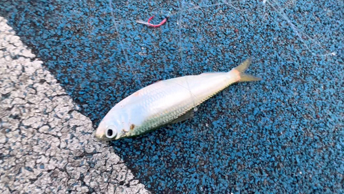 新地町海釣り公園