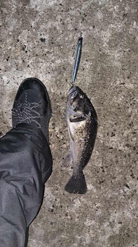 クロソイの釣果